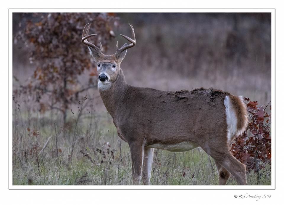 White-tailed Buck 8pt-2.jpg